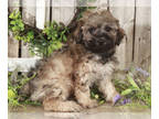 Poodle (Toy) PUPPY FOR SALE ADN-390090 - Snicker Male Toy Poodle