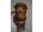 Adopt Jeter A Brittany Spaniel