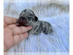 French Bulldog PUPPY FOR SALE ADN-390300 - Rare females and Males