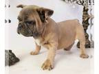French Bulldog PUPPY FOR SALE ADN-390116 - UNIQUE EUROPEAN REAL FRENCHIE