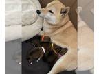Shiba Inu PUPPY FOR SALE ADN-390248 - Shiba Inu Puppy