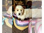 Pyredoodle PUPPY FOR SALE ADN-390390 - 8 week old Pyredoddle female