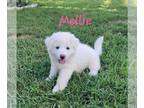 Great Pyrenees PUPPY FOR SALE ADN-390205 - Great Pyrenees Puppy