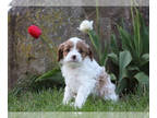 Cavapoo PUPPY FOR SALE ADN-390257 - Cavapoo Lulu looking for her forever home