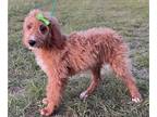 Goldendoodle PUPPY FOR SALE ADN-390037 - Pink Collar Girl