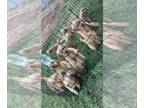Golden Retriever PUPPY FOR SALE ADN-389894 - Golden Retriever puppies