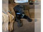 Labrador Retriever PUPPY FOR SALE ADN-390344 - AKC Black Labs