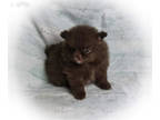 Pomeranian PUPPY FOR SALE ADN-390350 - AKC chocolate Pomeranian