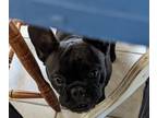 French Bulldog PUPPY FOR SALE ADN-390365 - Female Frenchie
