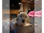 Goldendoodle PUPPY FOR SALE ADN-390066 - ANWGOLDENS