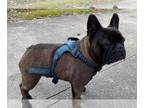 French Bulldog PUPPY FOR SALE ADN-390202 - Adult French Bulldog Male 2 yrs