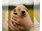 Golden Retriever PUPPY FOR SALE ADN-390147 - Golden Retriever Puppies