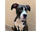 Adopt Opie a Pit Bull Terrier, Mixed Breed