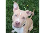 Adopt Scotty A Pit Bull Terrier, Mixed Breed