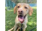 Adopt Sebastian a Labrador Retriever, Beagle