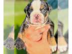 English Bulldog PUPPY FOR SALE ADN-390076 - Beautiful English Bulldog Puppies