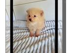 Pomeranian PUPPY FOR SALE ADN-390337 - Pomeranian
