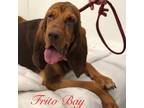 Adopt Frito Bay a Bloodhound