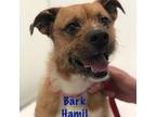 Adopt Bark Hamil a Wirehaired Terrier, Mixed Breed