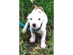 Adopt Popcorn a Pit Bull Terrier
