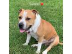 Adopt Sampson, a SNUGGLER at 90 lbs! a Pit Bull Terrier, American Staffordshire