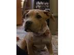 Adopt Zoey a American Bully, Pit Bull Terrier