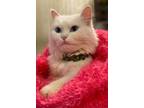 Adopt THOTH a Persian