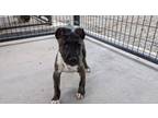 Adopt Mercy a Terrier, American Staffordshire Terrier