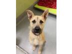 Adopt Taco Tuesday a Terrier, Mixed Breed
