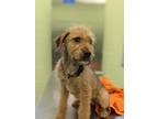 Adopt Shaggy a Airedale Terrier, Mixed Breed