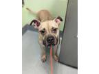 Adopt Scrappy a Pit Bull Terrier, Mixed Breed