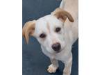 Adopt Willabelle a Mixed Breed