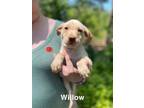 Adopt Willow a Mixed Breed
