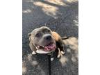 Adopt Buttons a American Staffordshire Terrier