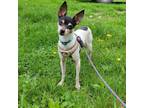 Adopt Indy a Toy Fox Terrier