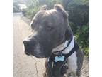 Adopt Franny a Pit Bull Terrier, Cane Corso