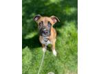 Adopt Dora a Black Mouth Cur, American Staffordshire Terrier
