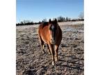 Well broke trail gelding Rides great in a group QUIET and easy to ride