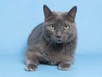 Adopt JAZZY a Gray or Blue Russian Blue / Mixed (short coat) cat in Phoenix