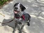 Adopt DEX a Merle Australian Cattle Dog / Mixed dog in San Pedro, CA (34741520)