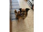 Adopt Zoey a Tan/Yellow/Fawn - with Black Terrier (Unknown Type