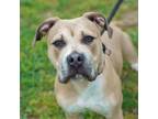 Adopt Bubba a Tan/Yellow/Fawn American Pit Bull Terrier / Mixed dog in Ann