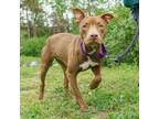 Adopt Olive a Brown/Chocolate American Pit Bull Terrier / Mixed dog in Ann