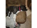 Adopt Bama a Black - with White American Pit Bull Terrier / Mixed dog in