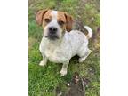 Adopt Remy a White - with Brown or Chocolate Beagle / Mixed dog in Peace Dale
