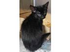 Adopt Hobbit A All Black Domestic Shorthair / Domestic Shorthair / Mixed Cat In