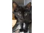 Adopt Hawkeye A All Black Domestic Shorthair / Domestic Shorthair / Mixed Cat In
