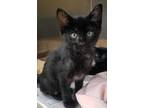 Adopt Galant A All Black Domestic Shorthair / Domestic Shorthair / Mixed Cat In