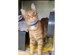 Adopt Yulee a Orange or Red Domestic Shorthair / Domestic Shorthair / Mixed cat