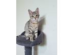 Adopt Sheridan a Gray, Blue or Silver Tabby Domestic Shorthair (short coat) cat